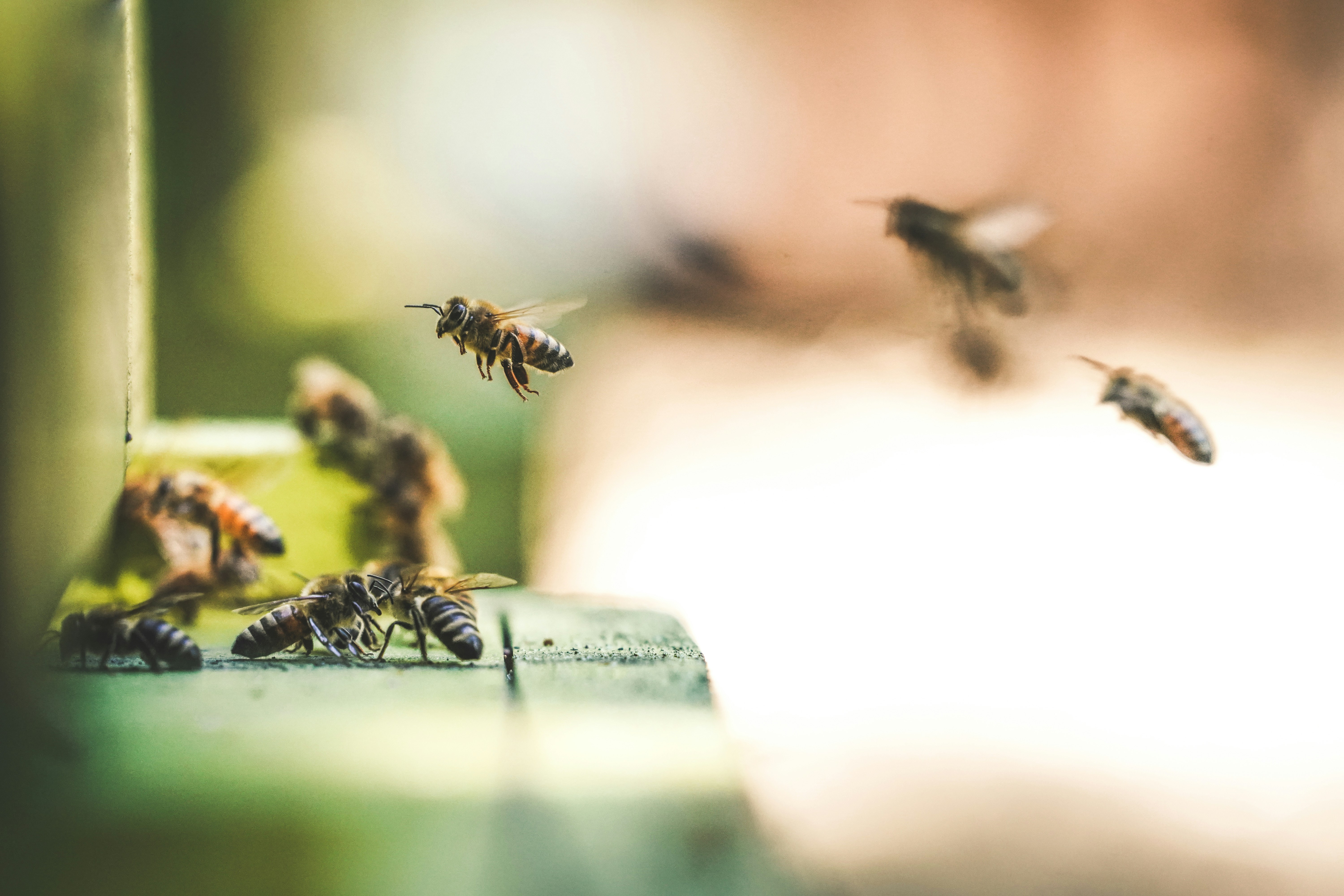 Découverte des abeilles et du miel