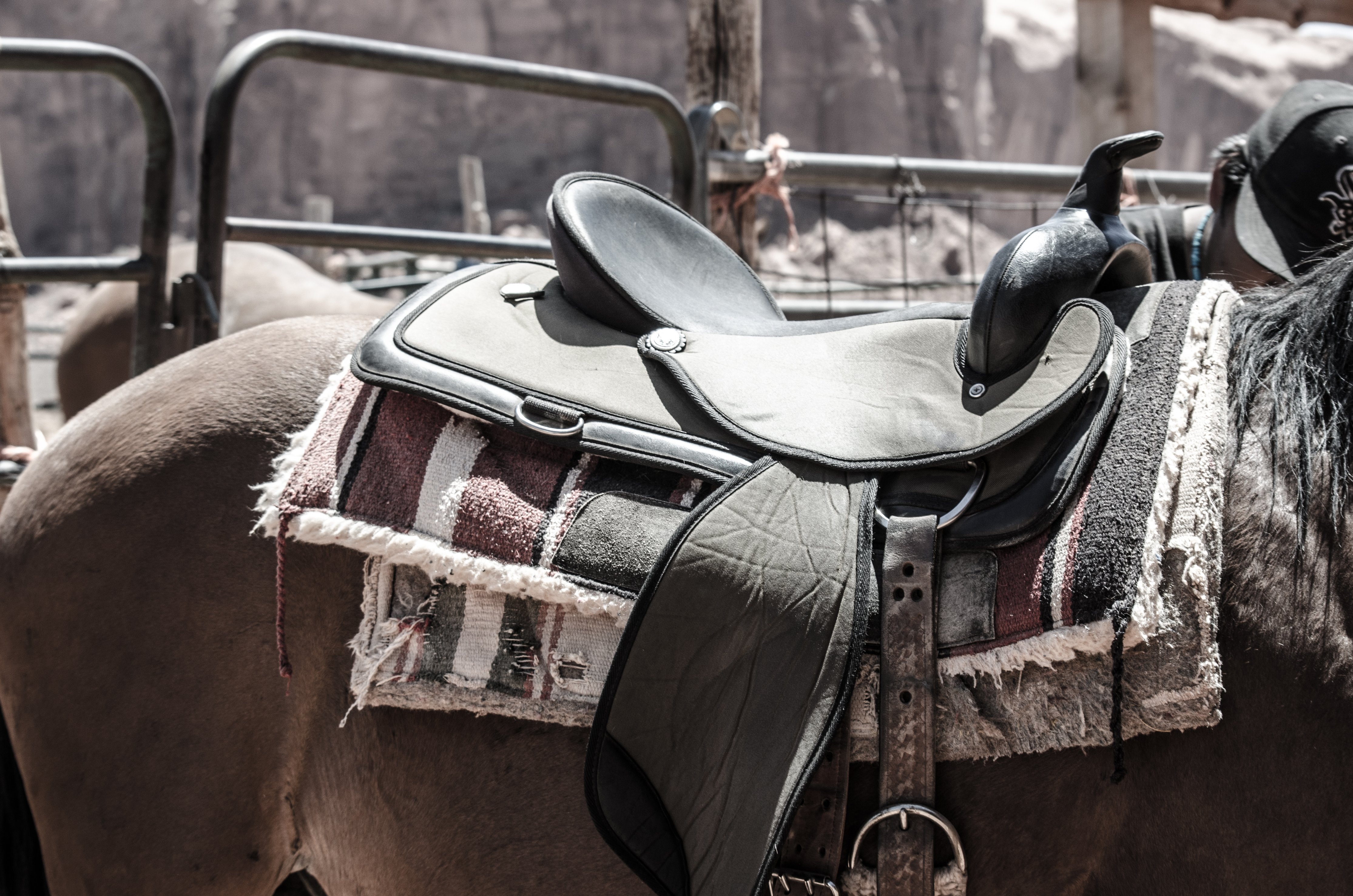 Initiation à l'équitation